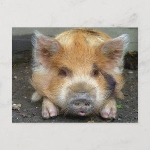 KuneKune Grisar Vykort
