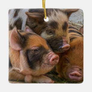 KuneKune Piglets Julgransprydnad Keramik