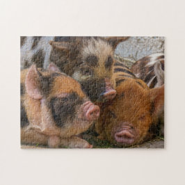 KuneKune Piglets Pussel
