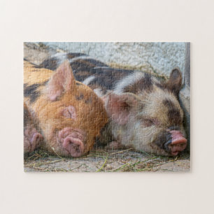 KuneKune Piglets Pussel