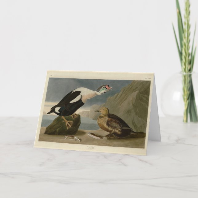 Kung Anka (Kung Eider) Audubon's Birds of America Kort (Framsida)
