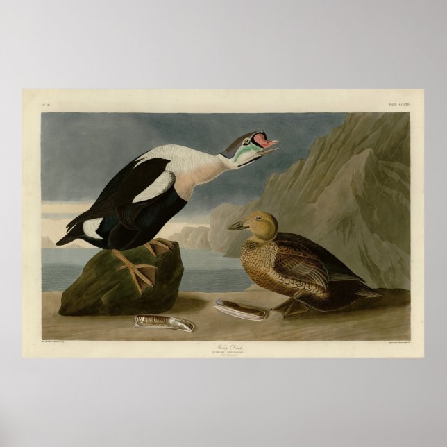 Kung Anka (Kung Eider) Audubon's Birds of America Poster (Framsidan)