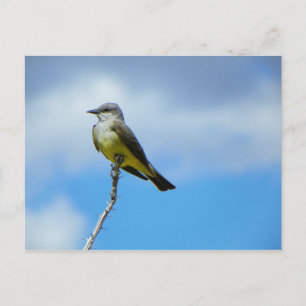 Kung Bird Vykort