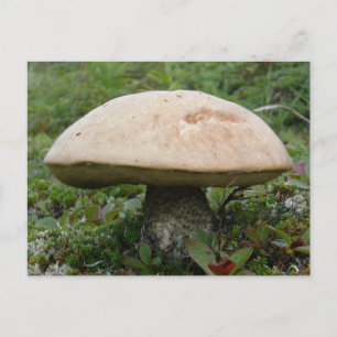 Kung Boletus Mushroom på Unalaska Island Vykort