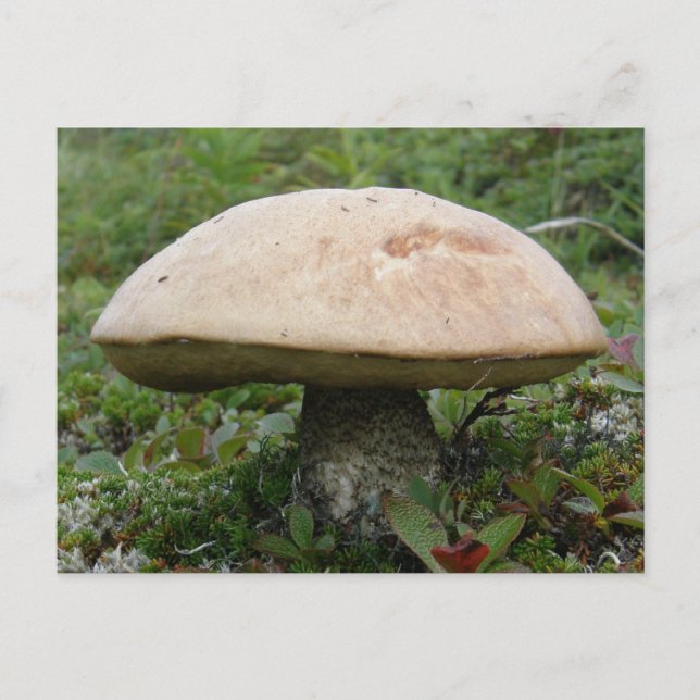 Kung Boletus Mushroom på Unalaska Island Vykort (Framsida)