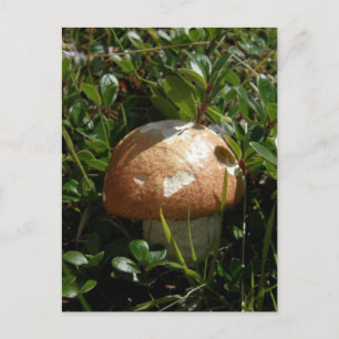 Kung Boletus Mushroom, Unalaska Island Vykort