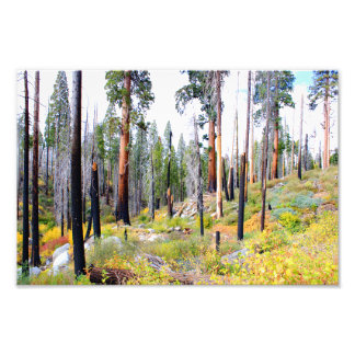 Kung Canyon nationalpark Fototryck