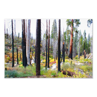 Kung Canyon nationalpark Fototryck