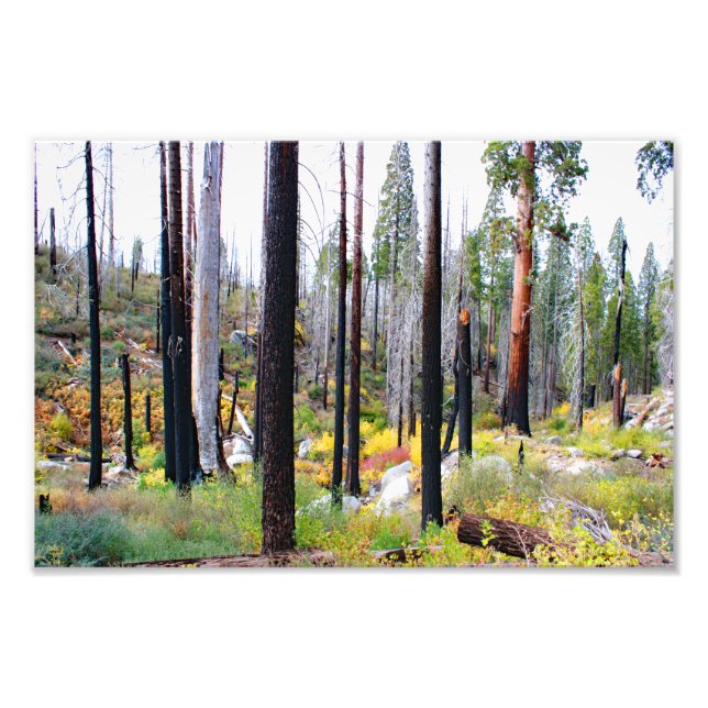 Kung Canyon nationalpark Fototryck (Framsidan)