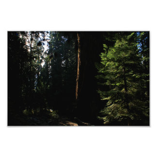 Kung Canyon nationalpark Fototryck