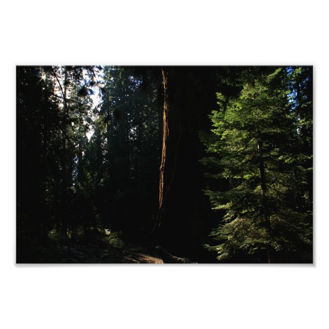 Kung Canyon nationalpark Fototryck (Framsidan)