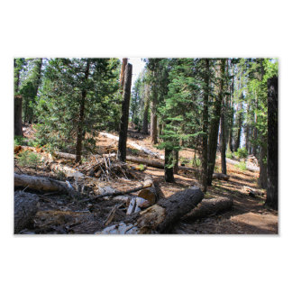 Kung Canyon nationalpark Fototryck