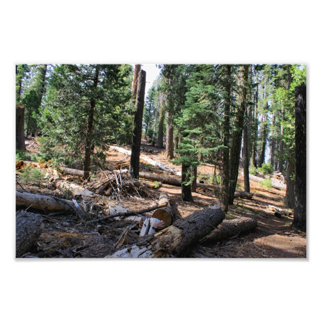 Kung Canyon nationalpark Fototryck (Framsidan)