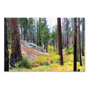 Kung Canyon nationalpark Fototryck