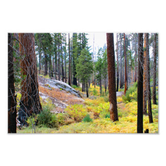 Kung Canyon nationalpark Fototryck