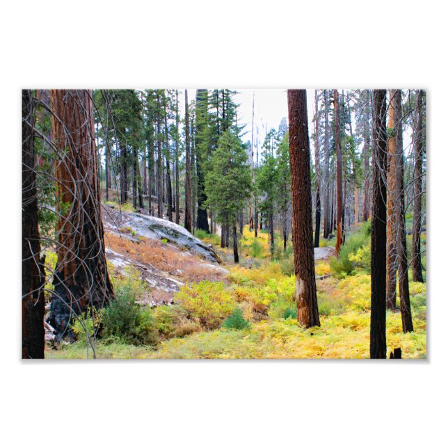 Kung Canyon nationalpark Fototryck (Framsidan)
