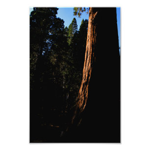 Kung Canyon nationalpark Fototryck