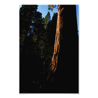 Kung Canyon nationalpark Fototryck
