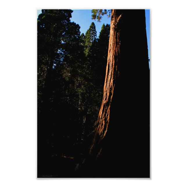 Kung Canyon nationalpark Fototryck (Framsidan)
