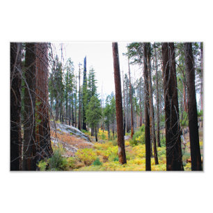 Kung Canyon nationalpark Fototryck