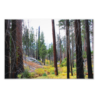 Kung Canyon nationalpark Fototryck