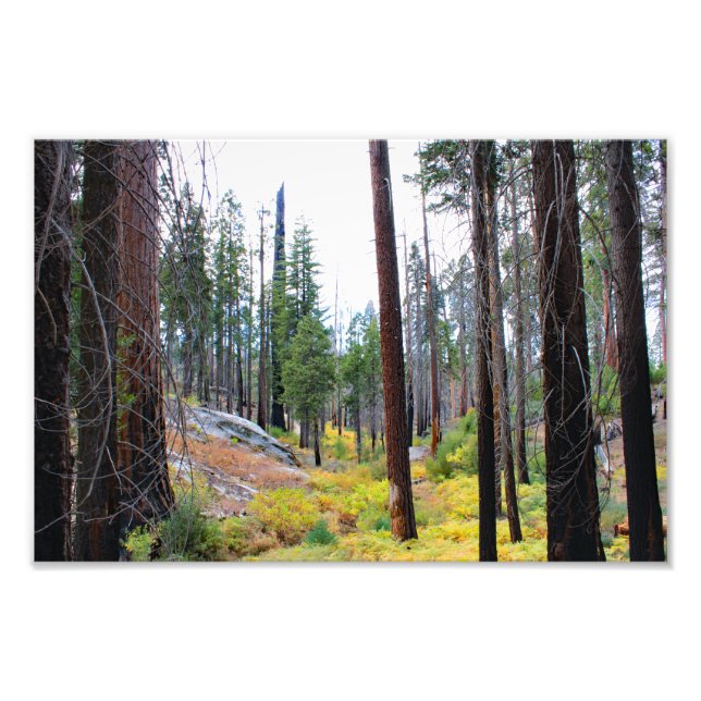 Kung Canyon nationalpark Fototryck (Framsidan)