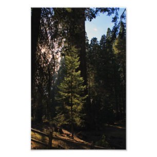 Kung Canyon nationalpark Fototryck