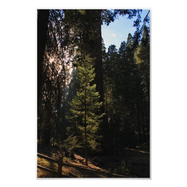 Kung Canyon nationalpark Fototryck (Framsidan)