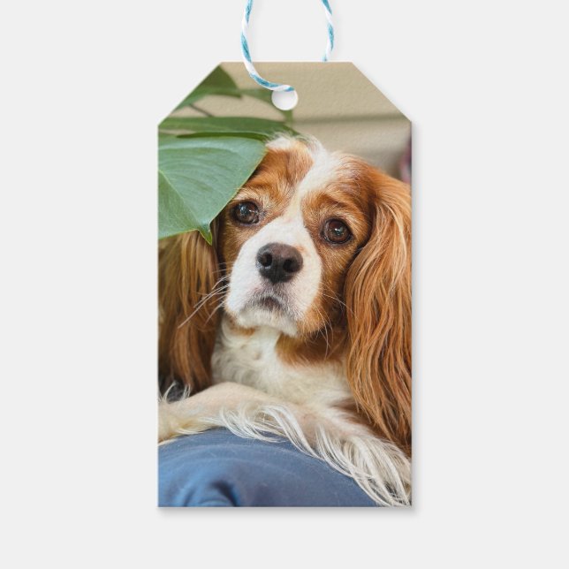 Kung Charles Cavalier Gift Märkre Presentetikett (Framsidan)