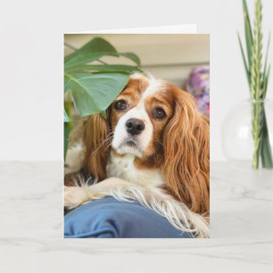 Kung Charles Cavalier Grattiskort Kort