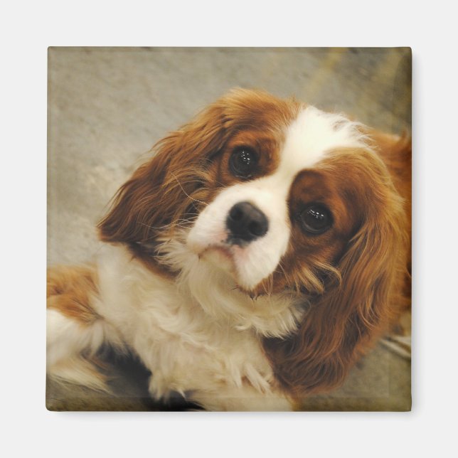 Kung Charles Cavalier Spain Magnet (Framsidan)