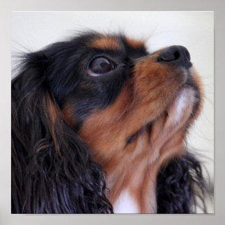 Kung Charles Cavalier spanel Puppy Poster