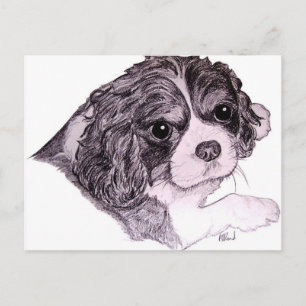 Kung Charles Cavalier Spansk vykort
