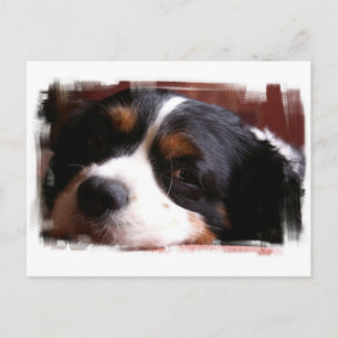 Kung Charles Cavalier Spansk vykort