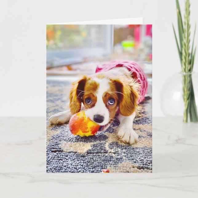Kung Charles Cavalier Valp Tom Greeting Card Kort (Framsida)