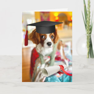 Kung Charles Cavalier Valp Tom Kort