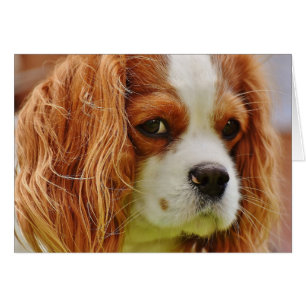 Kung Charles Spaniel Ansikte Hälsningskort