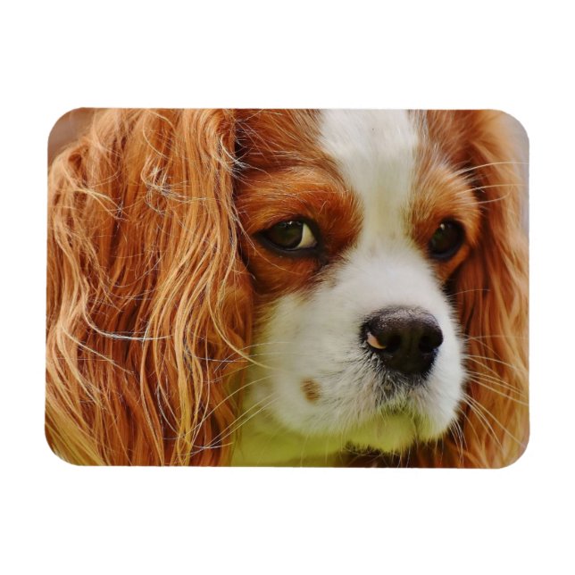Kung Charles Spaniel Ansikte Magnet (Horisontell)