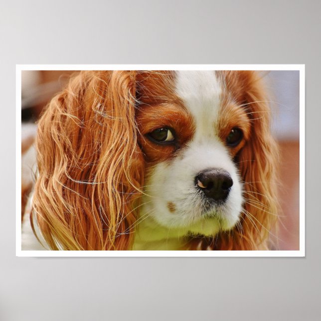 Kung Charles Spaniel Ansikte Poster (Framsidan)