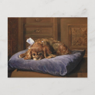 Kung Charles Spaniel Vykort