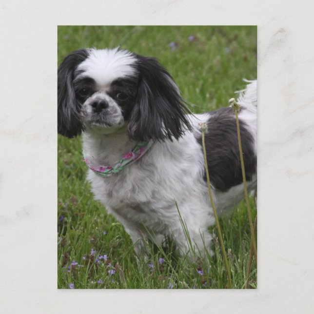 Kung Charles Spanska vykort (Framsida)