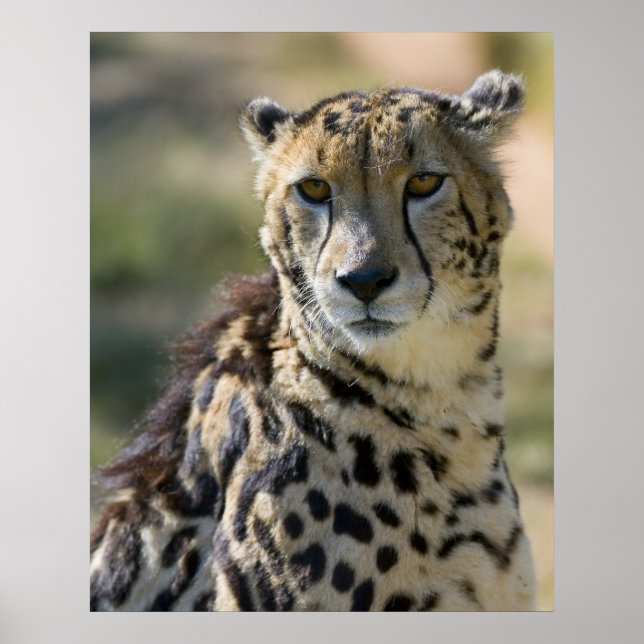 Kung Cheetah Poster (Framsidan)