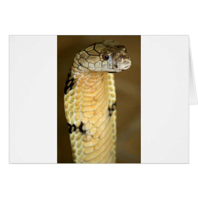 kung cobra hälsningskort (Framsidan Horizontal)