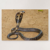 Kung Cobra