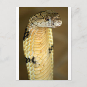kung cobra vykort
