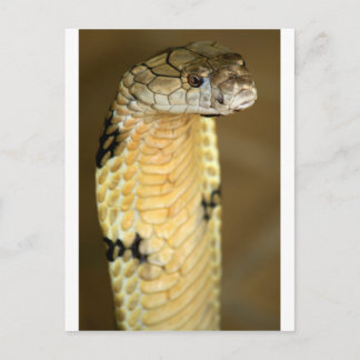 kung cobra vykort
