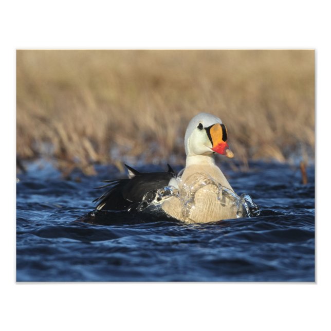 Kung Eider Bird Fototryck (Framsidan)