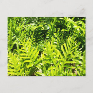Kung Fern Postcard Vykort
