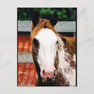 Kung Finare Girl Vykort