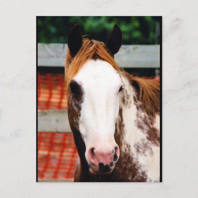 Kung Finare Girl Vykort (Framsida)